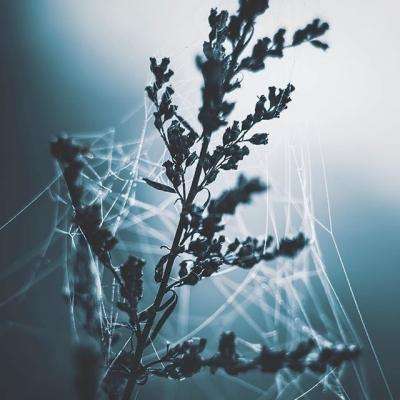 澳门黄金城app苹果下载官网